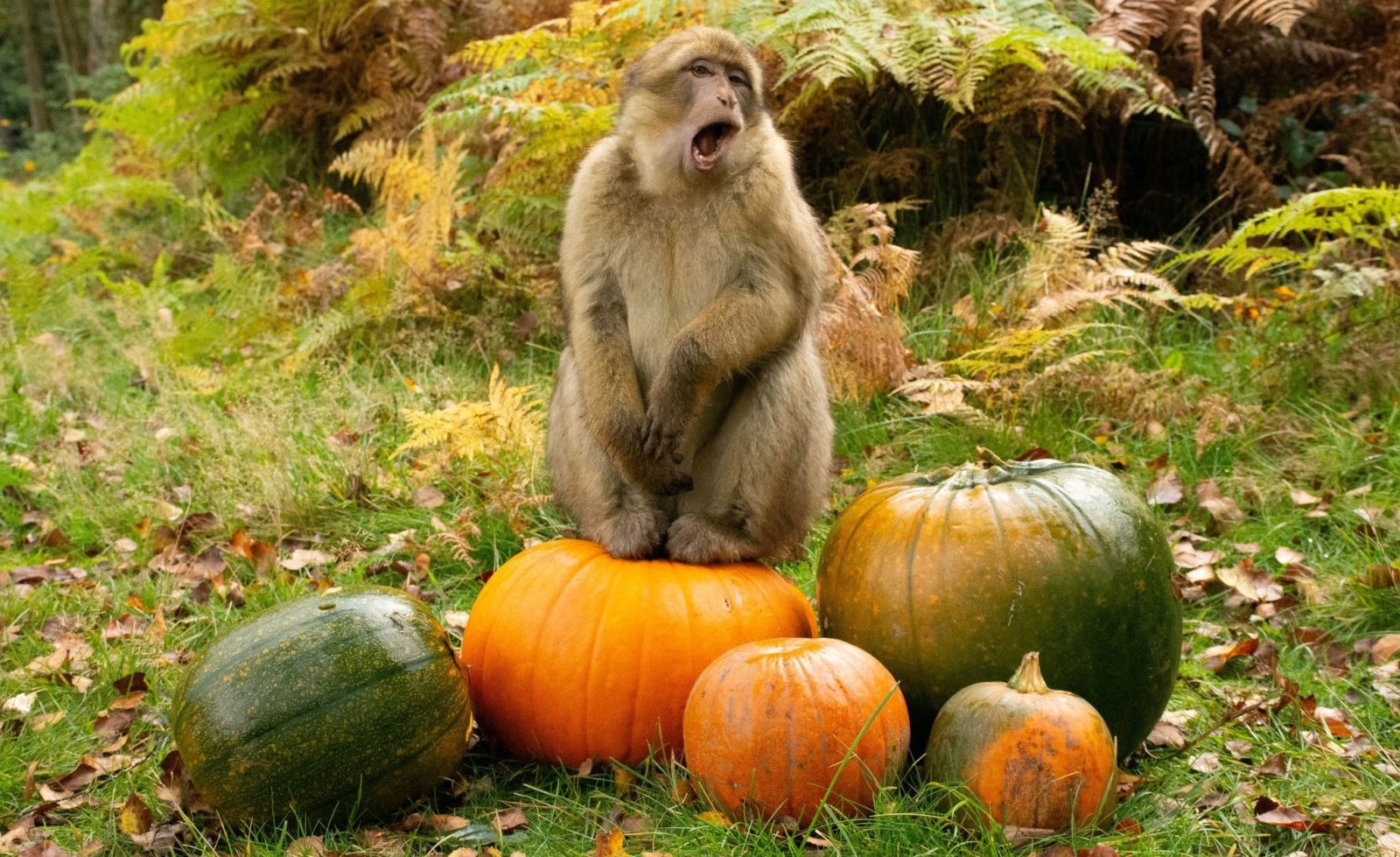 Halloween at Trentham Monkey Forest